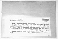 Image of Sphaerographium squarrosum